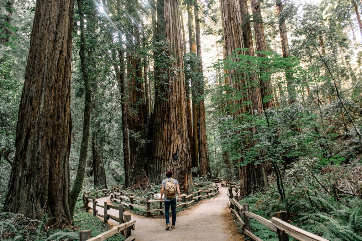 Muir Woods trails